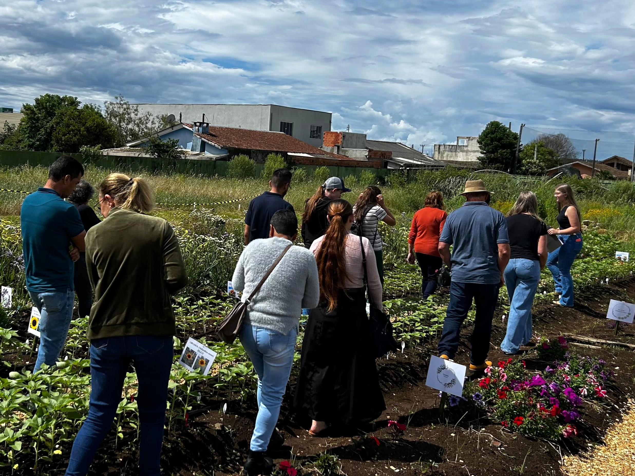 Experimento de campo