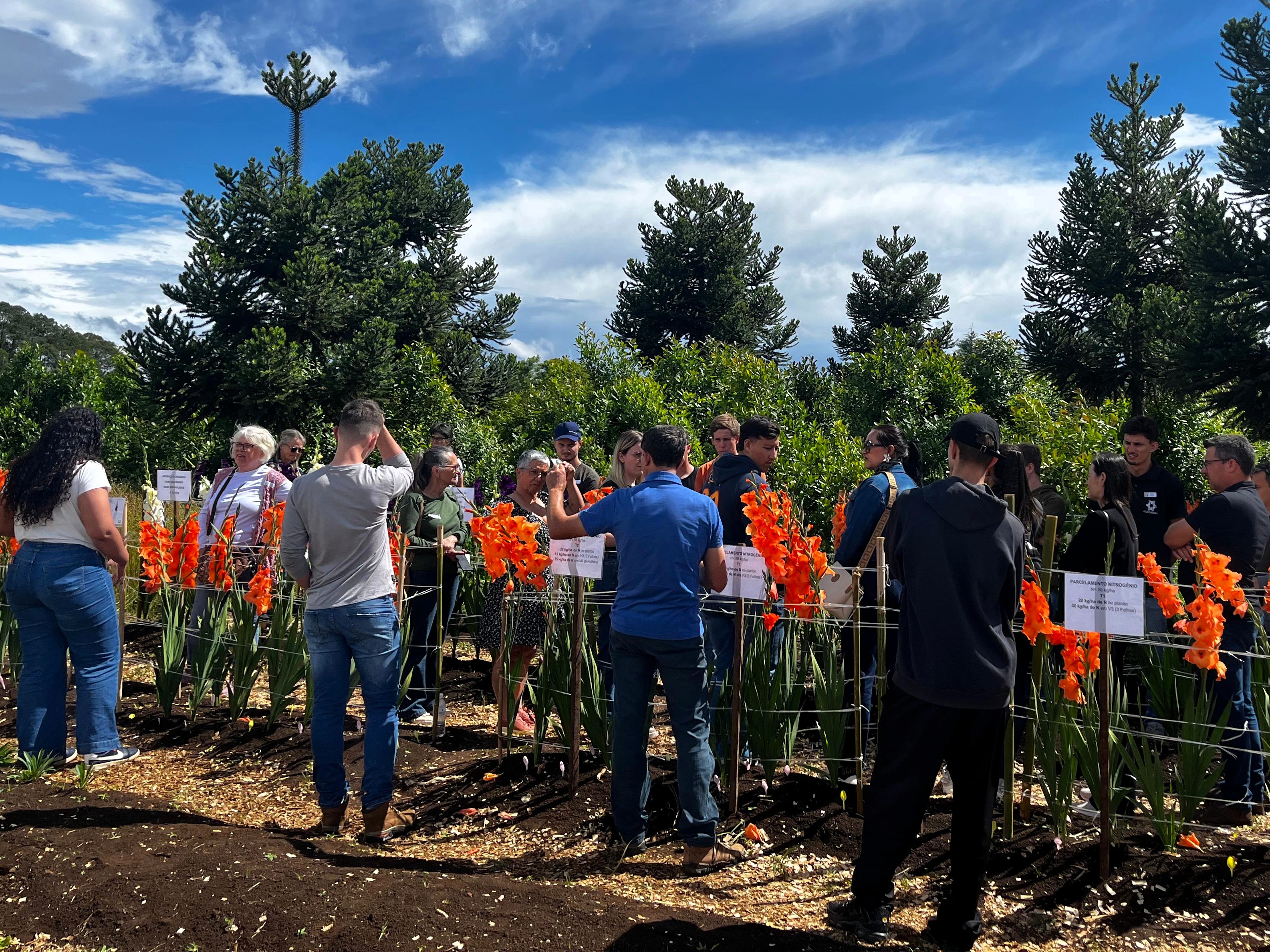 Experimento de campo