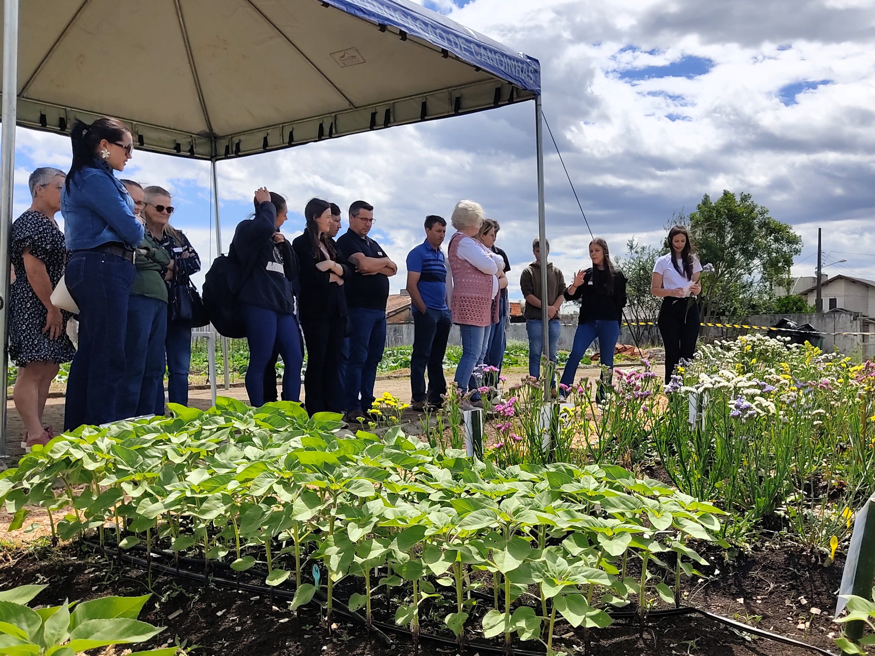 Experimento de campo